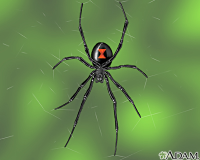 Black widow spider Black widow spider