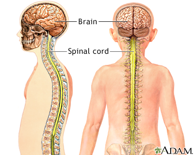 Central nervous system Central nervous system