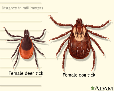 Deer and dog tick Deer and dog tick