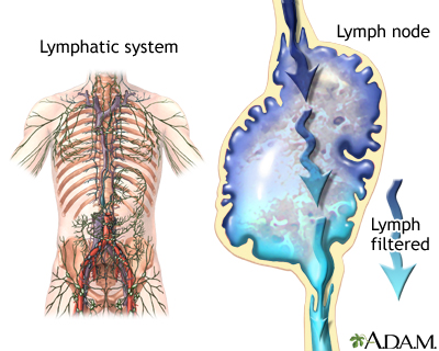 Lymphatic system Lymphatic system