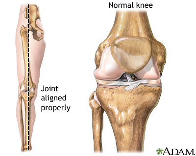 Normal knee alignment Normal knee alignment