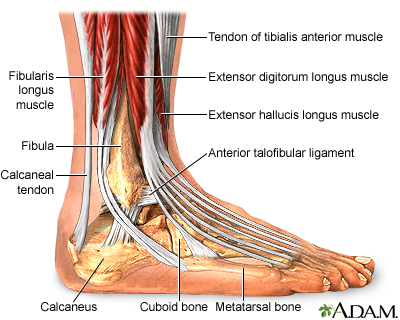 Ankle anatomy Ankle anatomy