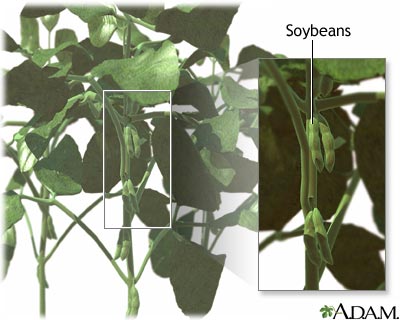Soy Soy