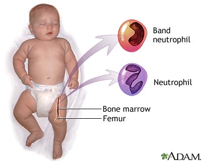 Neutrophil Neutrophil