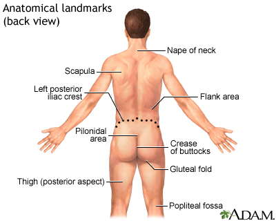 Anatomical landmarks adult - back Anatomical landmarks adult - back