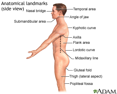 Anatomical landmarks adult - side Anatomical landmarks adult - side