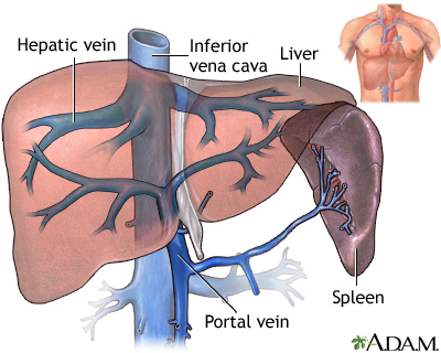 Hepatic venous circulation Hepatic venous circulation