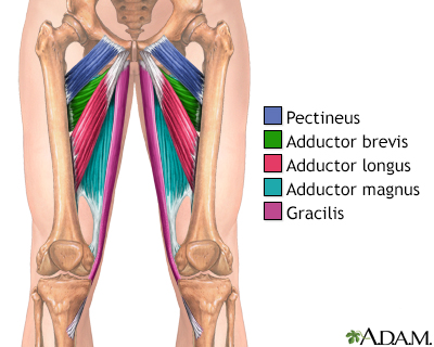 Groin muscles Groin muscles