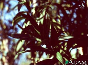 Oleander (Nerium oleander) Oleander (Nerium oleander)