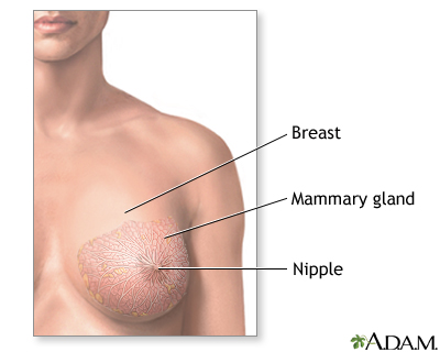 Breast lump removal - series - Normal anatomy Breast lump removal - series - Normal anatomy