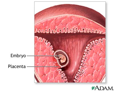 Early pregnancy Early pregnancy