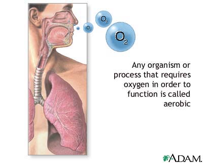 Aerobic organisms Aerobic organisms