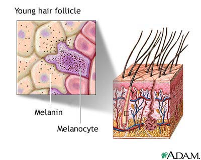 Hair follicle of young person Hair follicle of young person