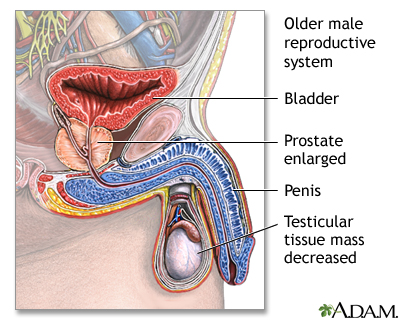 Aged male reproductive system Aged male reproductive system