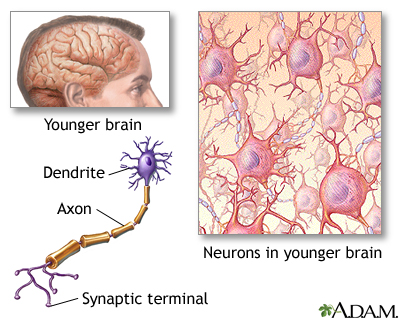 Brain and nervous system Brain and nervous system
