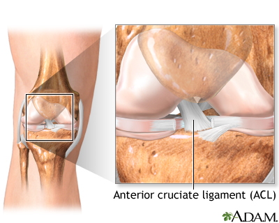 Normal knee anatomy Normal knee anatomy