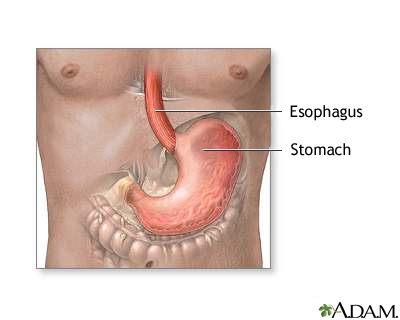 Stomach and stomach lining Stomach and stomach lining