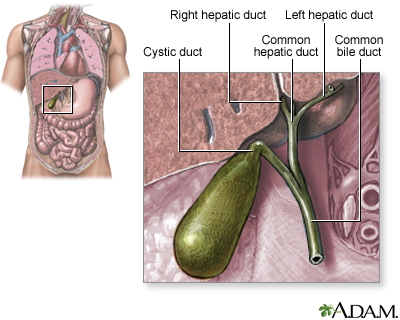 Gallbladder Gallbladder