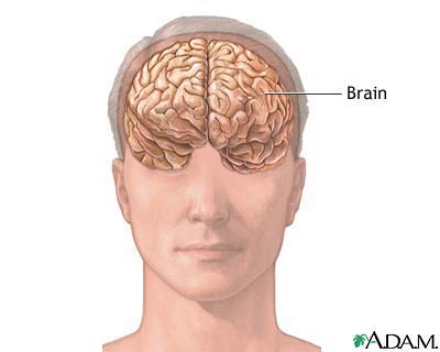 Normal brain anatomy Normal brain anatomy