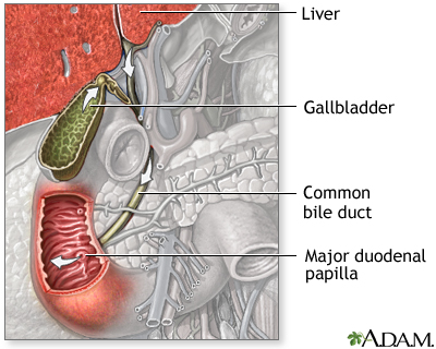 Bile pathway Bile pathway
