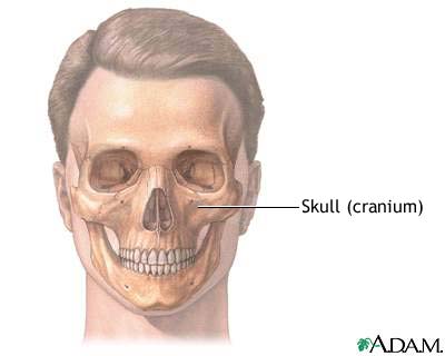 Skull Skull