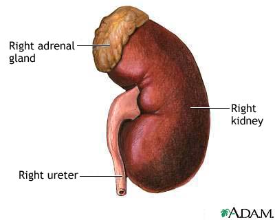 Kidney anatomy Kidney anatomy
