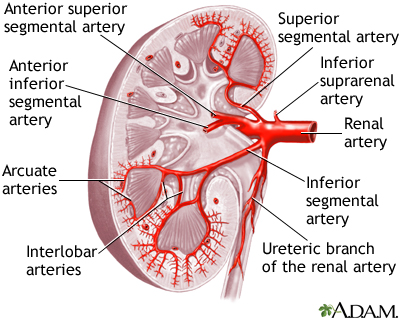 Kidney blood supply Kidney blood supply