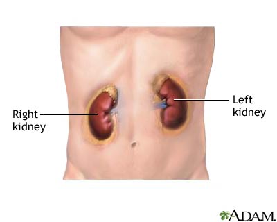 Kidneys Kidneys