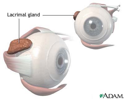 Lacrimal gland anatomy Lacrimal gland anatomy