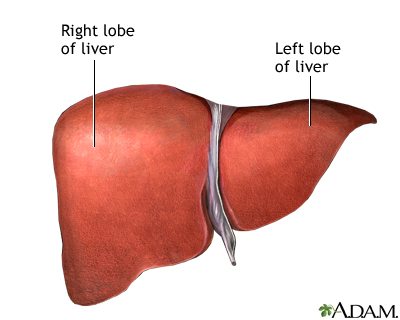 Liver anatomy Liver anatomy