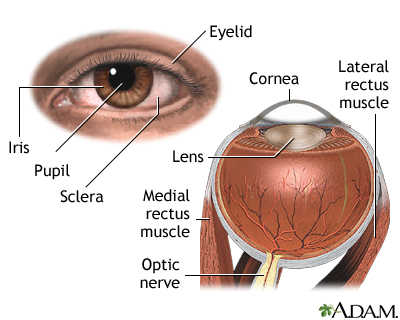 External and internal eye anatomy External and internal eye anatomy