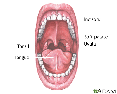 Mouth anatomy Mouth anatomy