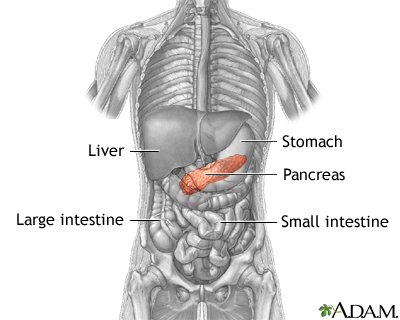 Pancreas Pancreas