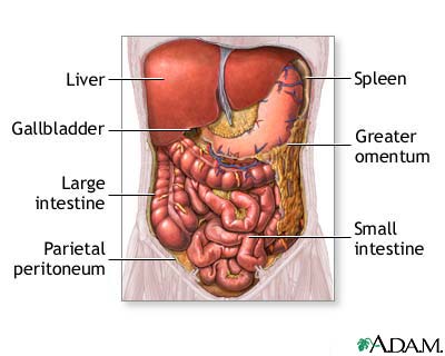Abdominal organs Abdominal organs