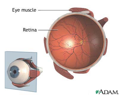 Retina Retina