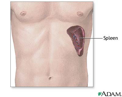 Spleen Spleen