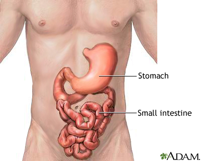 Stomach and small intestine Stomach and small intestine