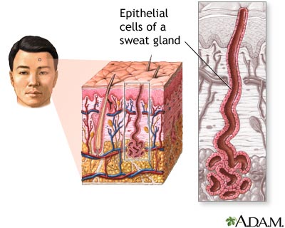 Epithelial cells Epithelial cells
