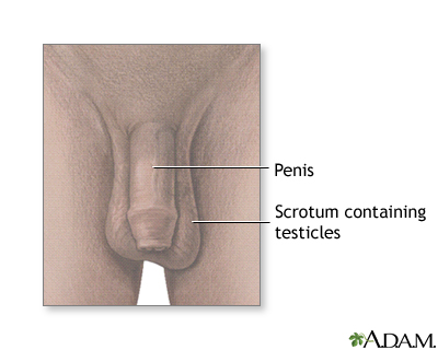 Testicular anatomy Testicular anatomy