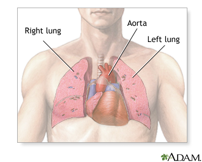 Thoracic organs Thoracic organs