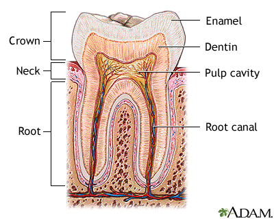 Tooth anatomy Tooth anatomy