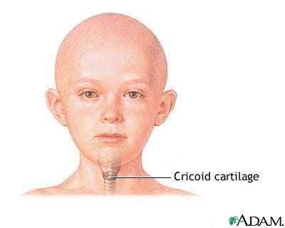 Cricoid cartilage Cricoid cartilage