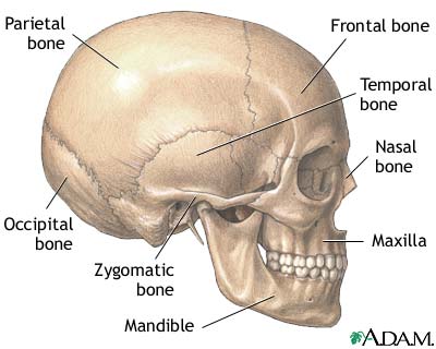 Skull Skull
