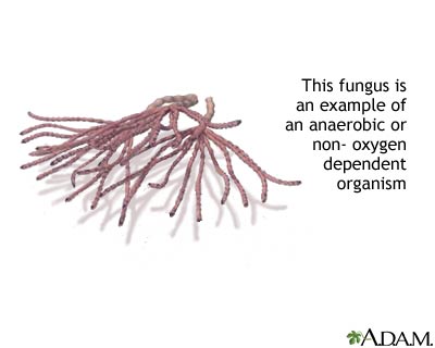 Anaerobic organism Anaerobic organism