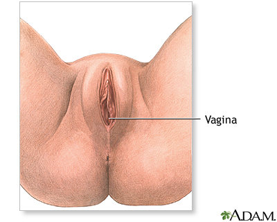 Female perineal anatomy Female perineal anatomy