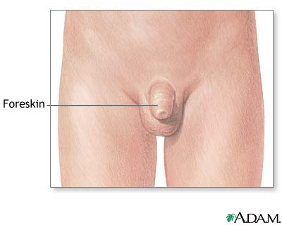 Foreskin Foreskin