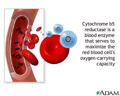 Cytochrome b5 reductase blood test Cytochrome b5 reductase blood test