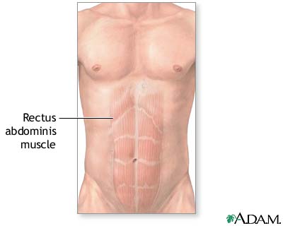 Abdominal muscles Abdominal muscles