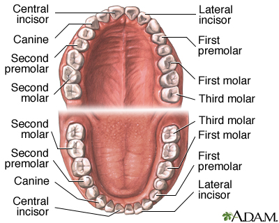 Dental anatomy Dental anatomy