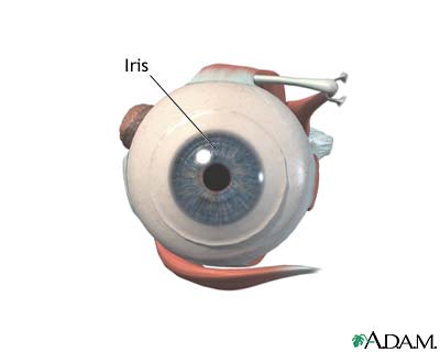 Iris Iris